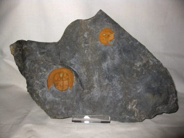 Genuine Ordovician Nankinolothus Trilobite #1 for Sale