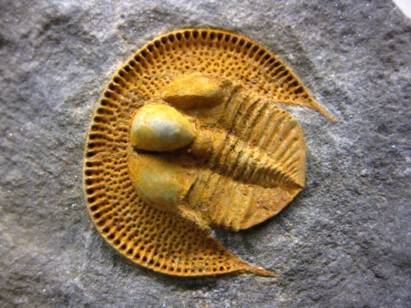 Genuine Ordovician Nankinolothus Trilobite #1a for Sale