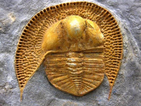 Genuine Ordovician Nankinolothus Trilobite #1c for Sale