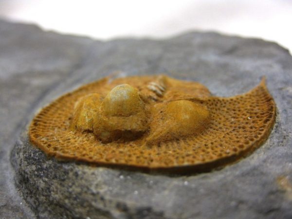 Genuine Ordovician Nankinolothus Trilobite #1d for Sale