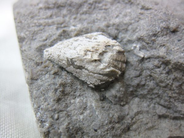 Indiana Blastoid Plate #8 - Image 3