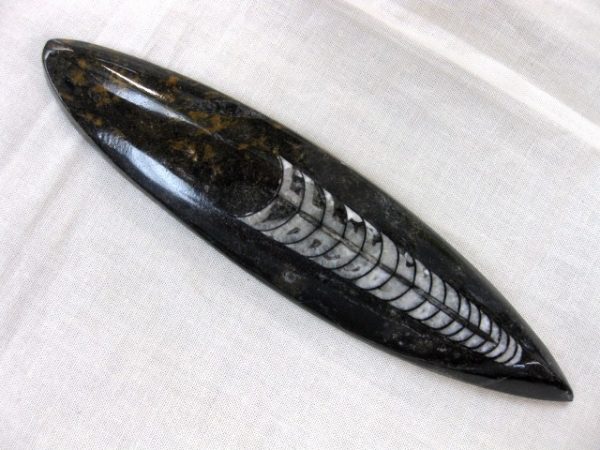 Polished Morocco Orthoceras #7