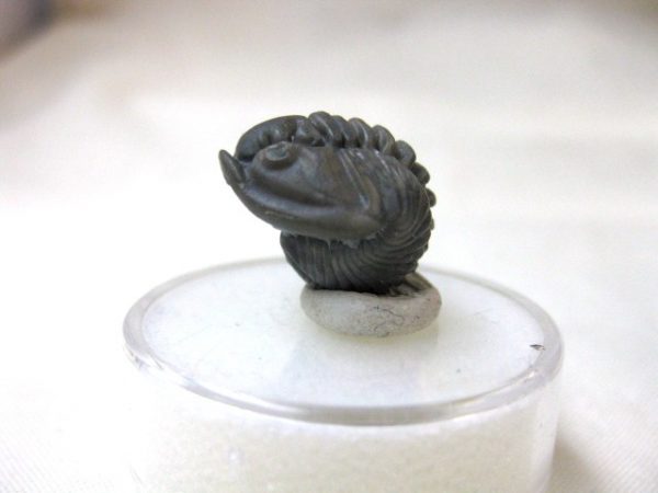 Genuine Ordovician Flexicalymene Roller Trilobite #9a For Sale From Ohio