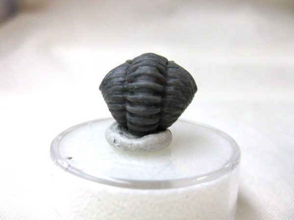 Genuine Ordovician Flexicalymene Roller Trilobite #9b For Sale From Ohio