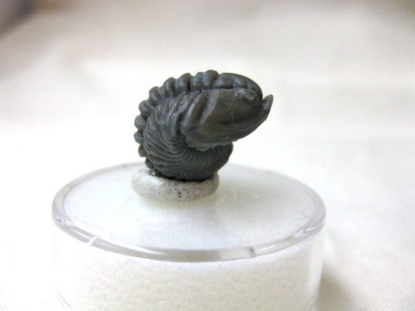 Genuine Ordovician Flexicalymene Roller Trilobite #9c For Sale From Ohio