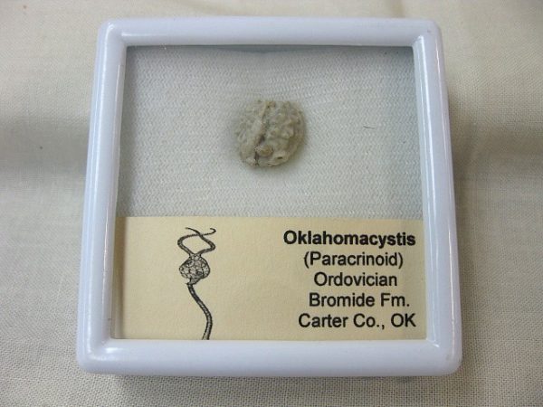 Oklahomacystis Paracrinoid #1