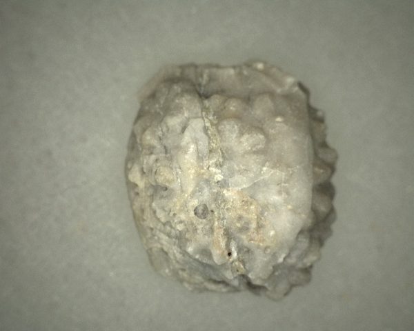 Oklahomacystis Paracrinoid #1 - Image 2