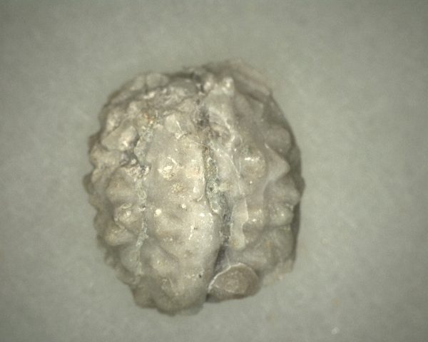 Oklahomacystis Paracrinoid #1 - Image 3