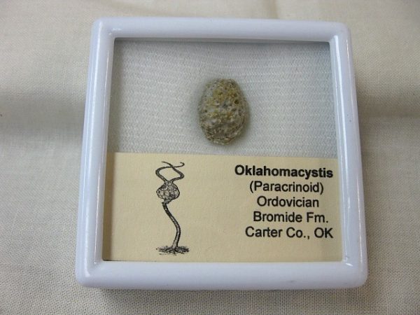 Oklahomacystis Paracrinoid #2