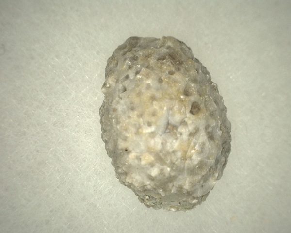 Oklahomacystis Paracrinoid #2 - Image 2