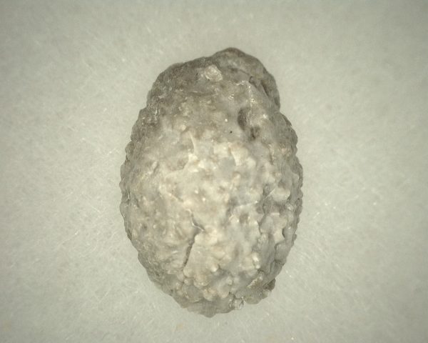 Oklahomacystis Paracrinoid #2 - Image 3