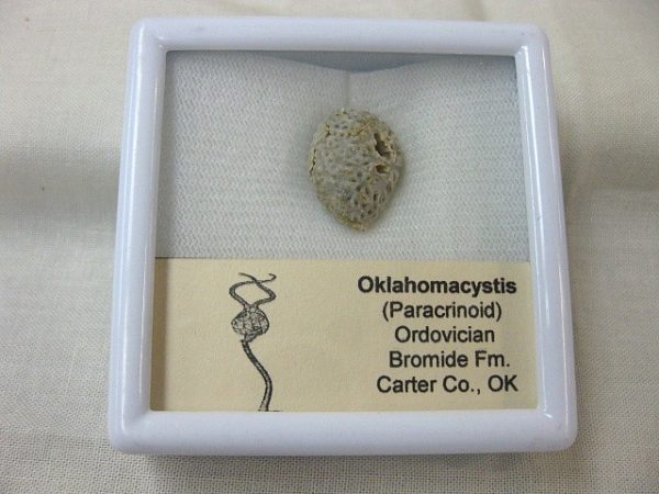 Oklahomacystis Paracrinoid #3