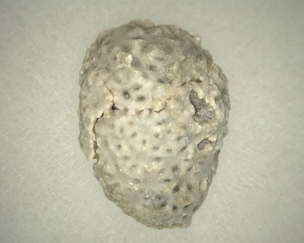 Oklahomacystis Paracrinoid #3 - Image 2