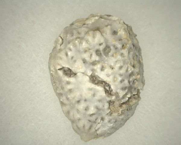 Oklahomacystis Paracrinoid #3 - Image 3