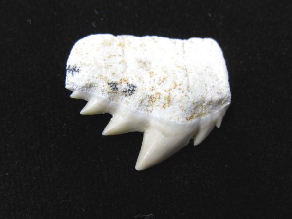 Notidanodon loozi Shark Tooth #1 - Image 2