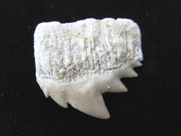 Notidanodon loozi Shark Tooth #1 - Image 3