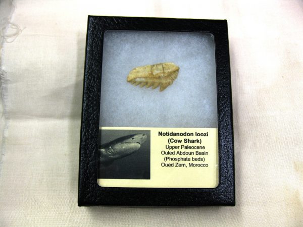 Notidanodon loozi Shark Tooth #2