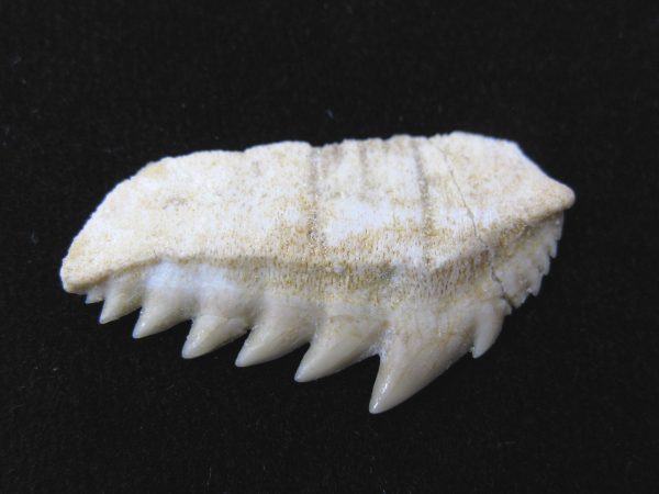 Notidanodon loozi Shark Tooth #2 - Image 2