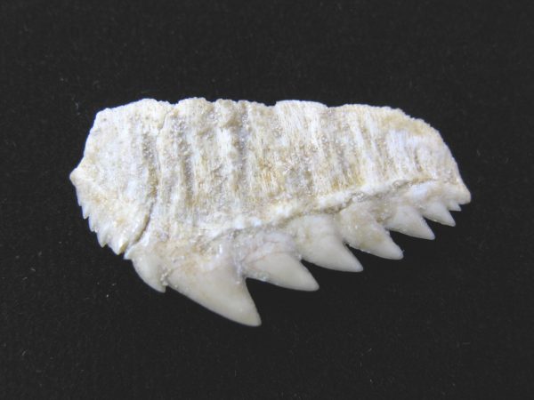 Notidanodon loozi Shark Tooth #2 - Image 3