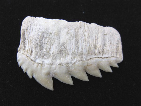 Notidanodon loozi Shark Tooth #3 - Image 3