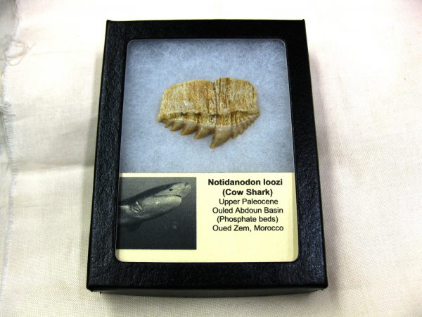 Notidanodon loozi Shark Tooth #4