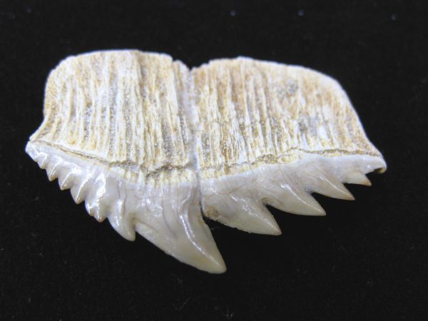 Notidanodon loozi Shark Tooth #4 - Image 3