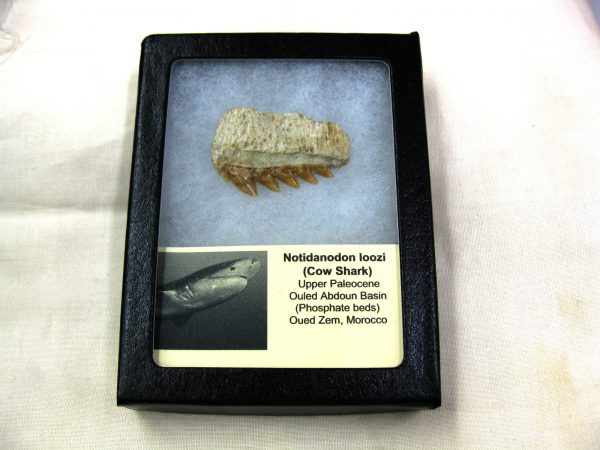 Notidanodon loozi Shark Tooth #5