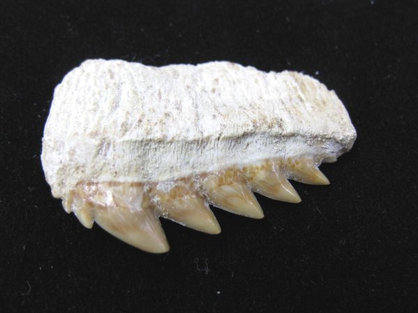 Notidanodon loozi Shark Tooth #5 - Image 2