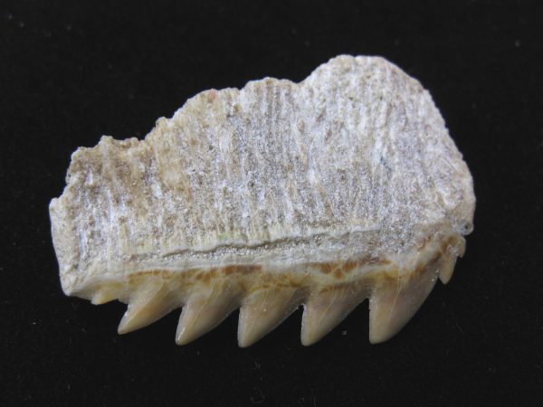 Notidanodon loozi Shark Tooth #5 - Image 3