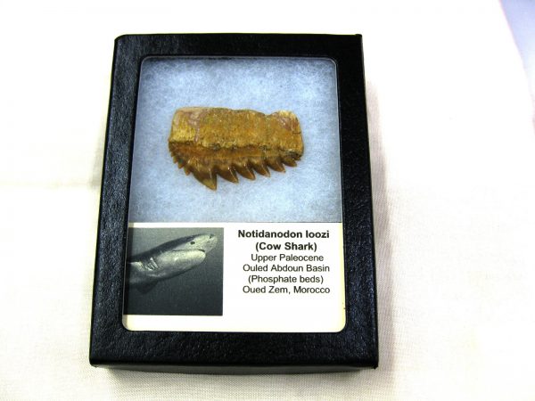 Notidanodon loozi Shark Tooth #6