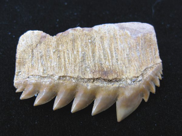 Notidanodon loozi Shark Tooth #6 - Image 3