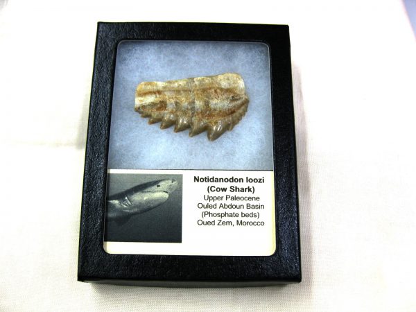 Notidanodon loozi Shark Tooth #7