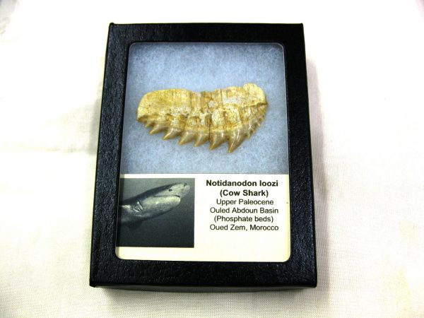 Notidanodon loozi Shark Tooth #8