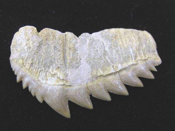 Notidanodon loozi Shark Tooth #8 - Image 3