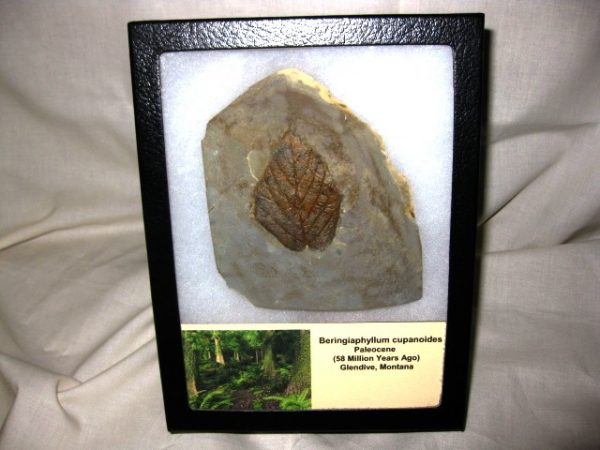 Paleocene Beringiaphyllum cupanoides Leaf #1