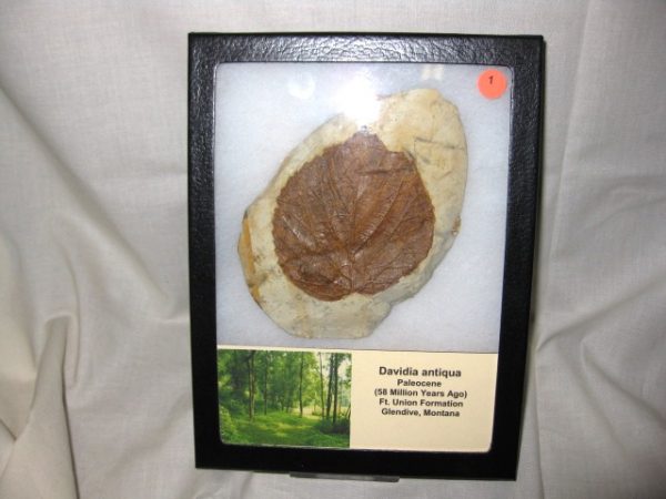 Paleocene Davidia antiqua Leaf #1