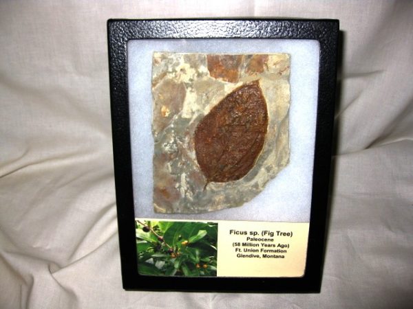 Paleocene Ficus Leaf #1