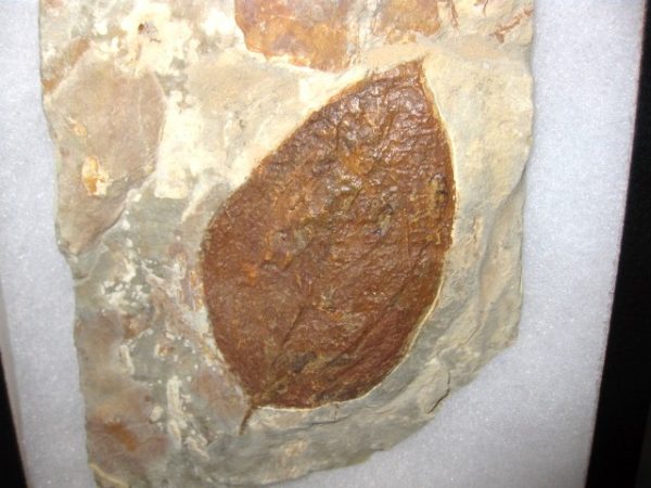 Paleocene Ficus Leaf #1 - Image 2