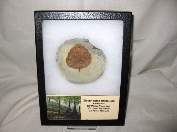 Paleocene Zizyphoides flabellum Leaf #1