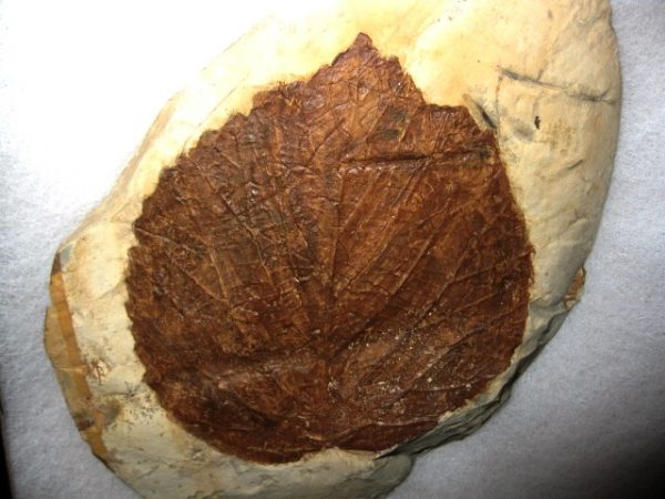 Paleocene Davidia antiqua Leaf #1 - Image 2