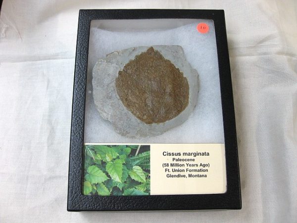 Paleocene Leaf #10