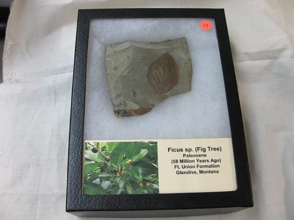 Paleocene Leaf #14