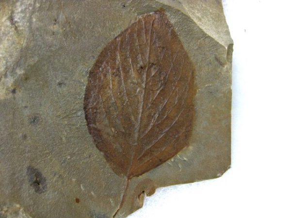 Paleocene Leaf #14 - Image 2