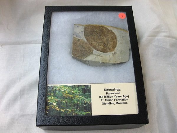 Paleocene Leaf #15