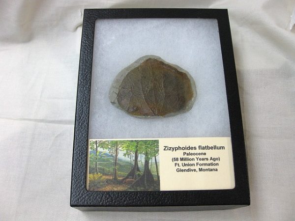 Paleocene Leaf #16