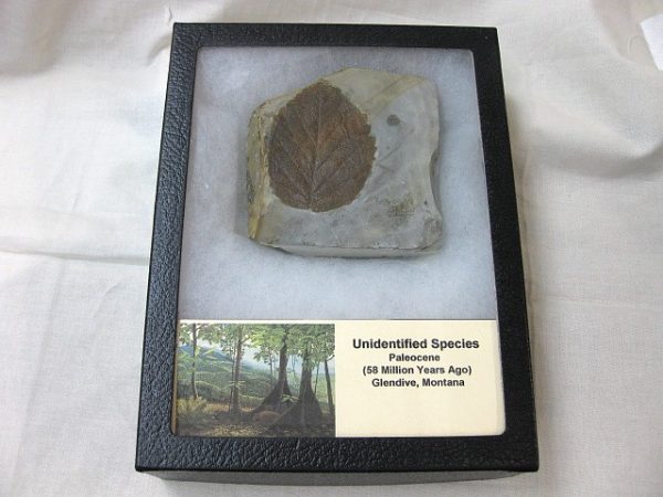 Paleocene Leaf #17