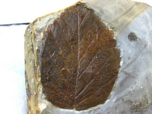 Paleocene Leaf #17 - Image 2