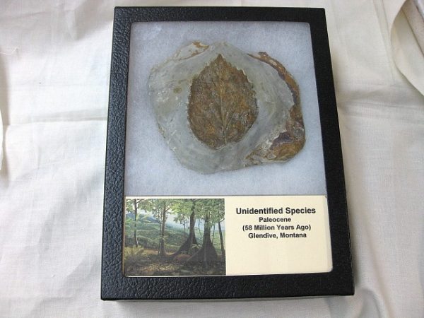 Paleocene Leaf #19