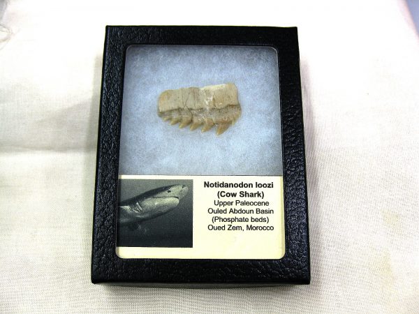 Notidanodon loozi Shark Tooth #3