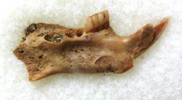 Geomys Pocket Gopher Jaw #1 - Image 2